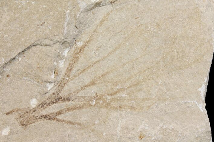 Cretaceous Plant Fossil - Hakel, Lebanon #163088